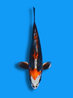 Beni Kikokuryu | Koi&Co.